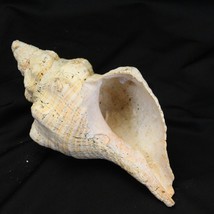  Florida Horse Conch Giganteus Large Real Atlantic Horn 10” Seashell - £42.99 GBP