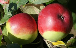 PWO 25+ Fameuse Apple Seeds For Garden Planting - Usa - ! - $6.58