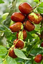 10 Jujube Fruit Tree Seeds Superfruit Ziziphus Perenial Fast Growing - £8.37 GBP
