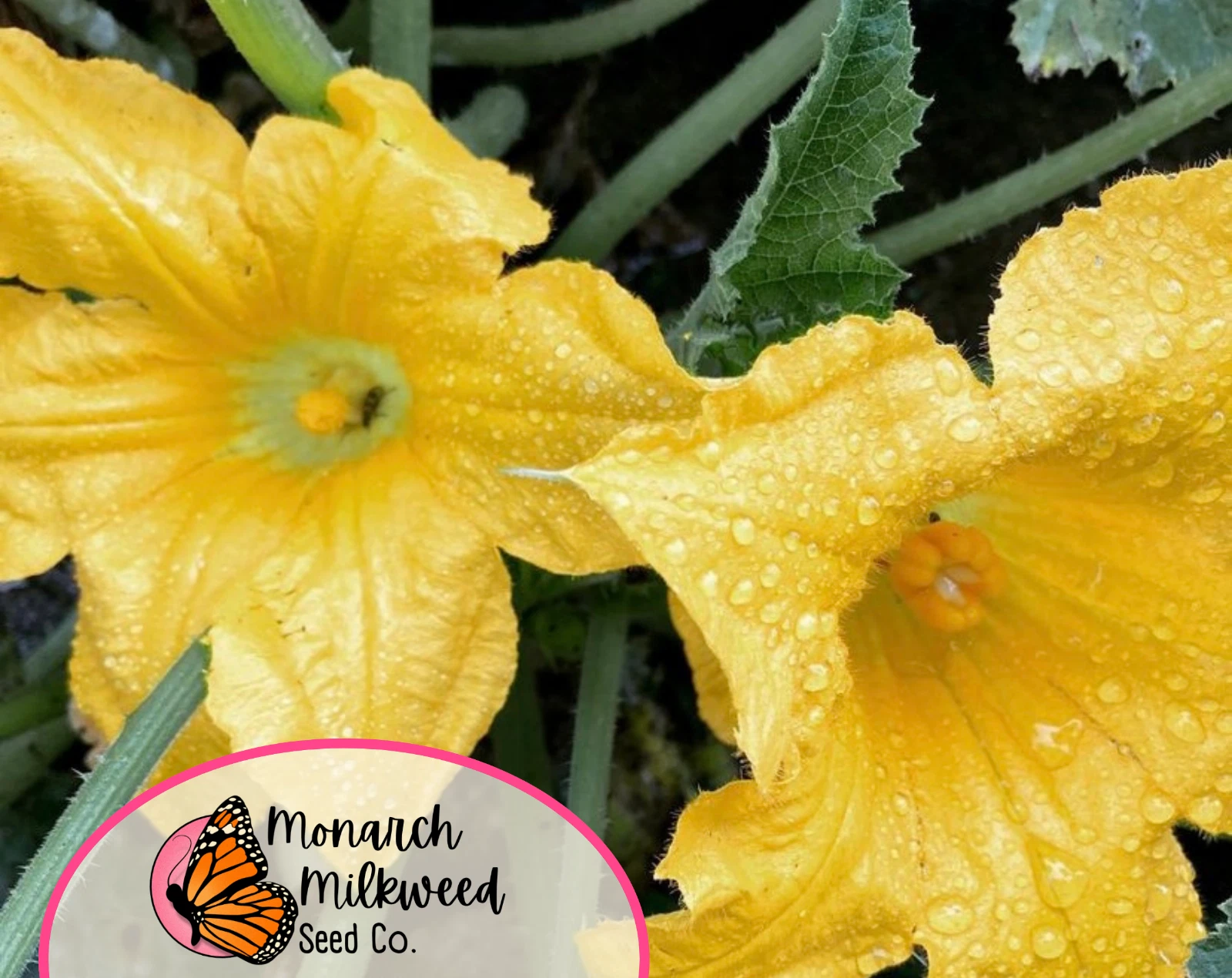 70+ Squash Seeds &#39;Yellow Prolific Straightneck&#39; | Heirloom, Non-GMO, Veg... - $7.94