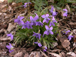 OKB 50 Purple Prairie Violet Seeds - Viola Pedatifida - Beautiful Wild V... - $12.85