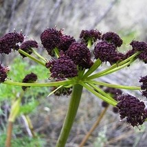 New Fresh USA Seller Lomatium Fernleaf Biscuitroot Lomatium Dissectum 20 Seeds - £9.47 GBP