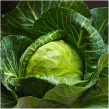 SEPTH Early Round Dutch Cabbage Seeds 500+ Vegetable Garden Non-Gmo Usa - £3.07 GBP