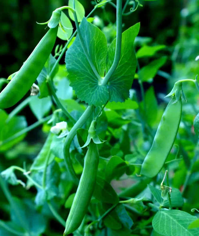 100+ Sugar Snap Pea Seeds for Planting - $13.32