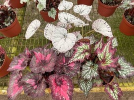 Large Begonia Variety Assortment, 3 Different Begonia Rex in a 6 inch pot - £52.05 GBP