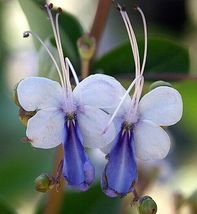 PATB BLUE BUTTERFLY BUSH AKA BLUE WINGS Rooted Starter Plant - $23.80