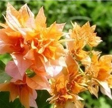 100Pcs Bougainvillea Seeds Orangish Golden Color Garden USA SHIPPING - $11.82