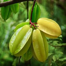 From Us Live Fruit Tree 12”-24” Averrhoa Carambola (Star Fruit) TP15 - £59.93 GBP