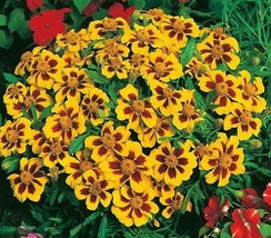 Semilir 300 Seeds Naughty Marietta Dwarf French Marigold Flower Seeds Garden Pat - £6.78 GBP