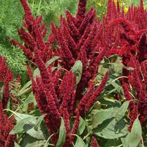 New Fresh Seeds Amaranthus Seeds Amaranthus Hypochondriacus Pygmy Torch Flower S - $11.06