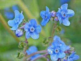 Ship From Us 22,000 Chinese Forget-Me-Not Seeds, ZG09 - £57.83 GBP