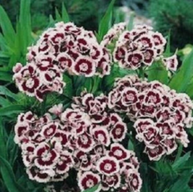 40 Pc Seeds Holborn Dianthus Miniture Carnation Flower, Dianthus Seeds | RK - £11.81 GBP