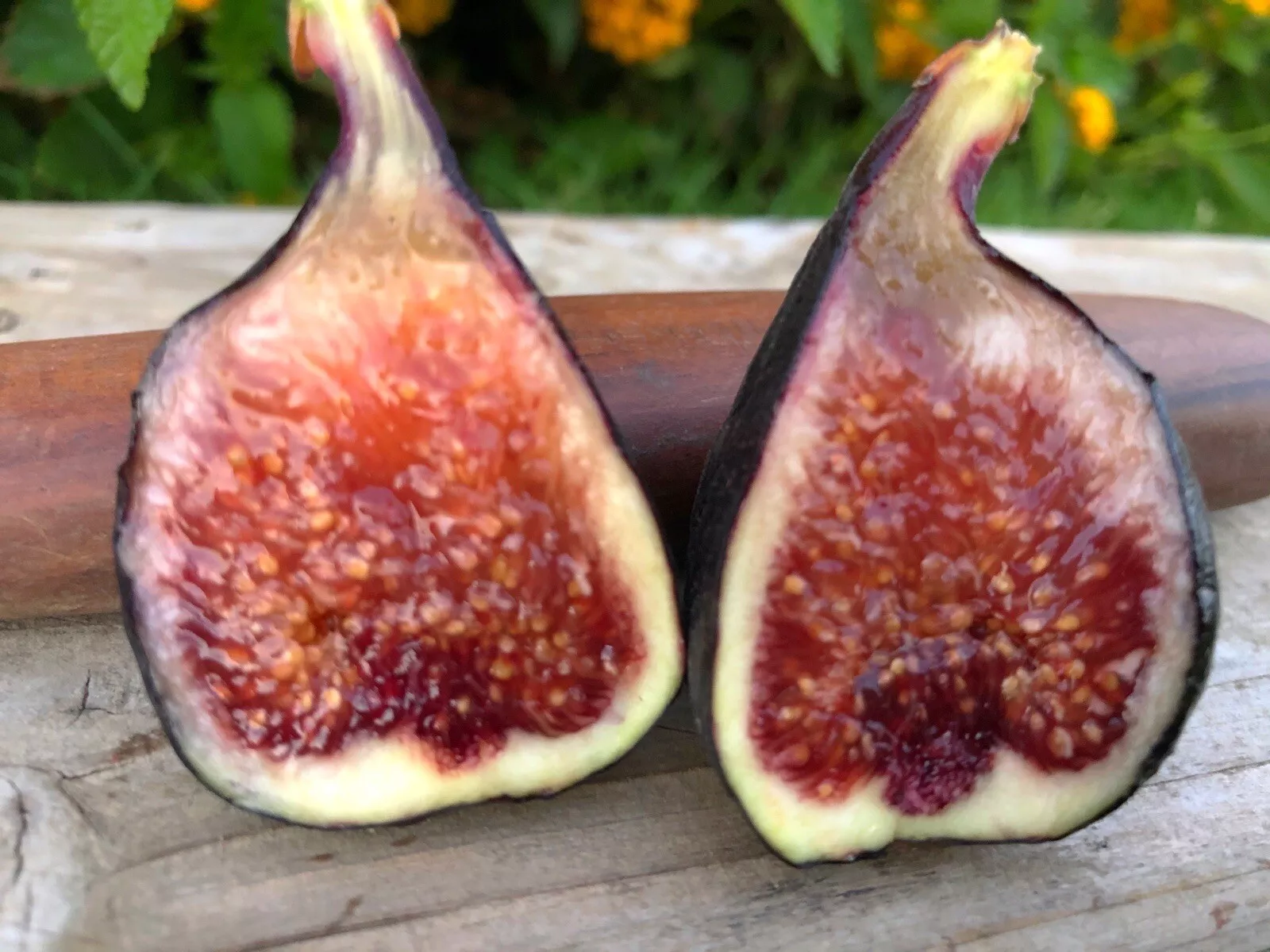 Fig Trees 1 Live Plant -Beers Black COLD HARDY - $21.69