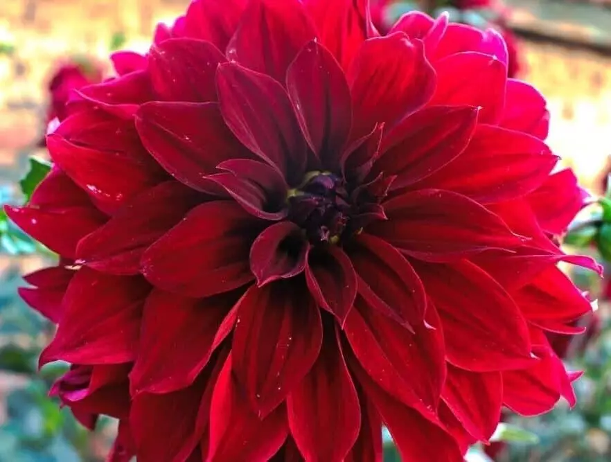 1 - Giant Dinnerplate Dahlia BLOOD RED Flower Bulb Tuber Clump MASSIVE B... - $44.91 CAD