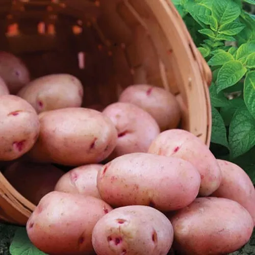 Red Norland Potato -2 lbs pounds- Certified Whole Seed Potatoes for Spring - $35.60