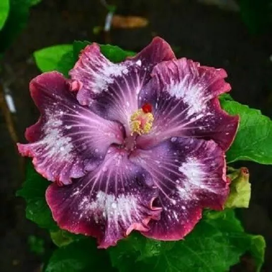 20 seeds high Germation Silver Pink Purple Hibiscus Bloom - $12.50