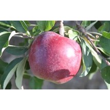 25+ William&#39;s Pride Apple Seeds | Early Sweet Heirloom Variety - $16.50