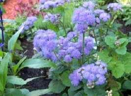 50 Ageratum Seeds True Blue Pelleted Seeds Garden USA Seller - £11.08 GBP