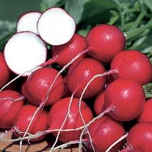 New German Giant Radish Seeds Organic Fresh USA Garden - $9.99