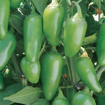 JALAPENO EARLY HOT PEPPER SEEDS 50  VEGETABLE NON GMO HEIRLOOM  - $11.45
