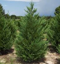 Leyland Cypress Tree Live Plant 24 Inch Tall Gallon Pot Cupressus × Leyl... - £75.88 GBP