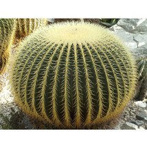 10 pcs Seeds Echinocactus grusonii Rare Cactus Succulent Plants FRESH SEEDS - £4.78 GBP