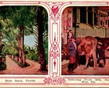 Vtg 1920s Palm Beach FL Delivering Fresh Milk Key West Cow UNP Winsch Back - $4.90
