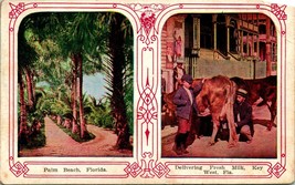 Vtg 1920s Palm Beach FL Delivering Fresh Milk Key West Cow UNP Winsch Back - £3.91 GBP