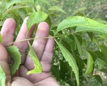 one pound (16oz) Organic Neem Leaves  Fresh Cuts Azadirachta indica - $25.73