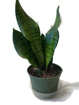 Snake Plant Sansevieria Zeylanica in a 6 inch pot! Mother-in-laws tongue!  - $24.99