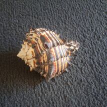 Hexaplex Shell Shellfish Murex Seashell Sea Collectibles Decor Beach Oce... - $19.09