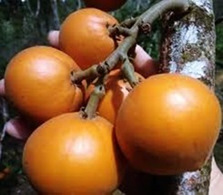 Baccaurea macrocarpa Phyllanthaceae 5 Seeds ThailandMrk - $5.00