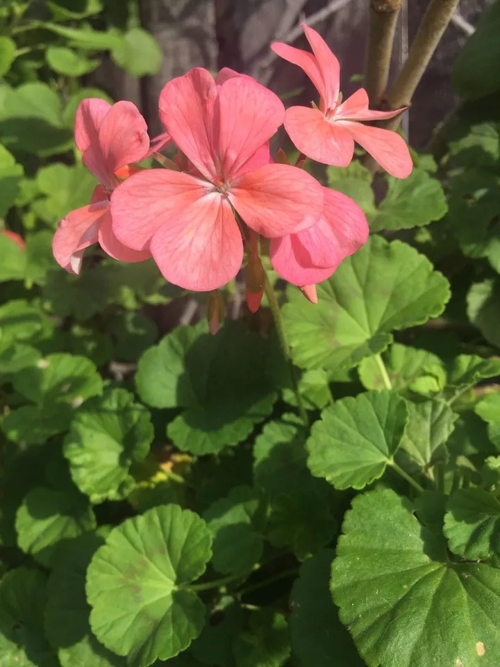 SALMON PINK PELARGONIUM ZONAL GERANIUM FRESH LIVE PLANT 4 X 8&quot; STARTER C... - $28.00