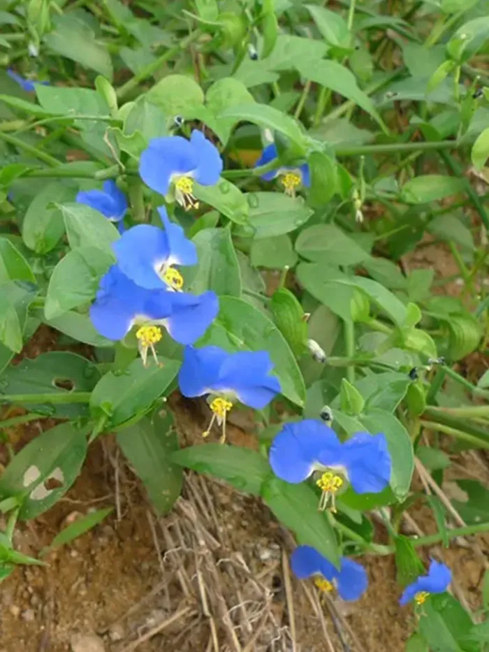 100 Asiatic Dayflower Seeds - £9.53 GBP