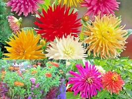 301+GIANT Cactus Zinnia Mix Summer Flowering Seeds Annual Cut Flowers Fast Easy - £10.59 GBP