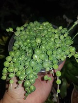 Strings of Pearls (4&quot; Pot) - £8.64 GBP
