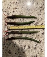   1 Bonsai  MANGROVE PLANTS PROPAGULES SUPER HEALTHY freshwater/ saltwater - €16,92 EUR