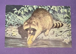 Vtg Raccoon Postcard 1958 National Wildlife Federation Litho in USA by N... - £1.78 GBP