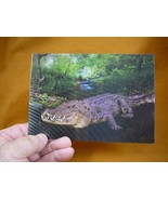 (POST-4) Lenticular 3D Postcard Australia Salty CROCODILE croc tooth mouth - £7.46 GBP