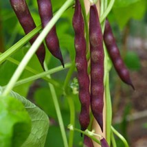 New Fresh Seeds Pole Bean Seeds Cherokee Black Bean Trail Of Tears Seeds Fast Sh - $16.10