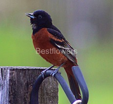 A Orchard Oriole - 8x10 Unframed Photograph - $323.54 MXN