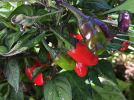 GIB 25 Seeds Easy To Grow Variegated Jigsaw Peppers Edible Vegetable - $9.00