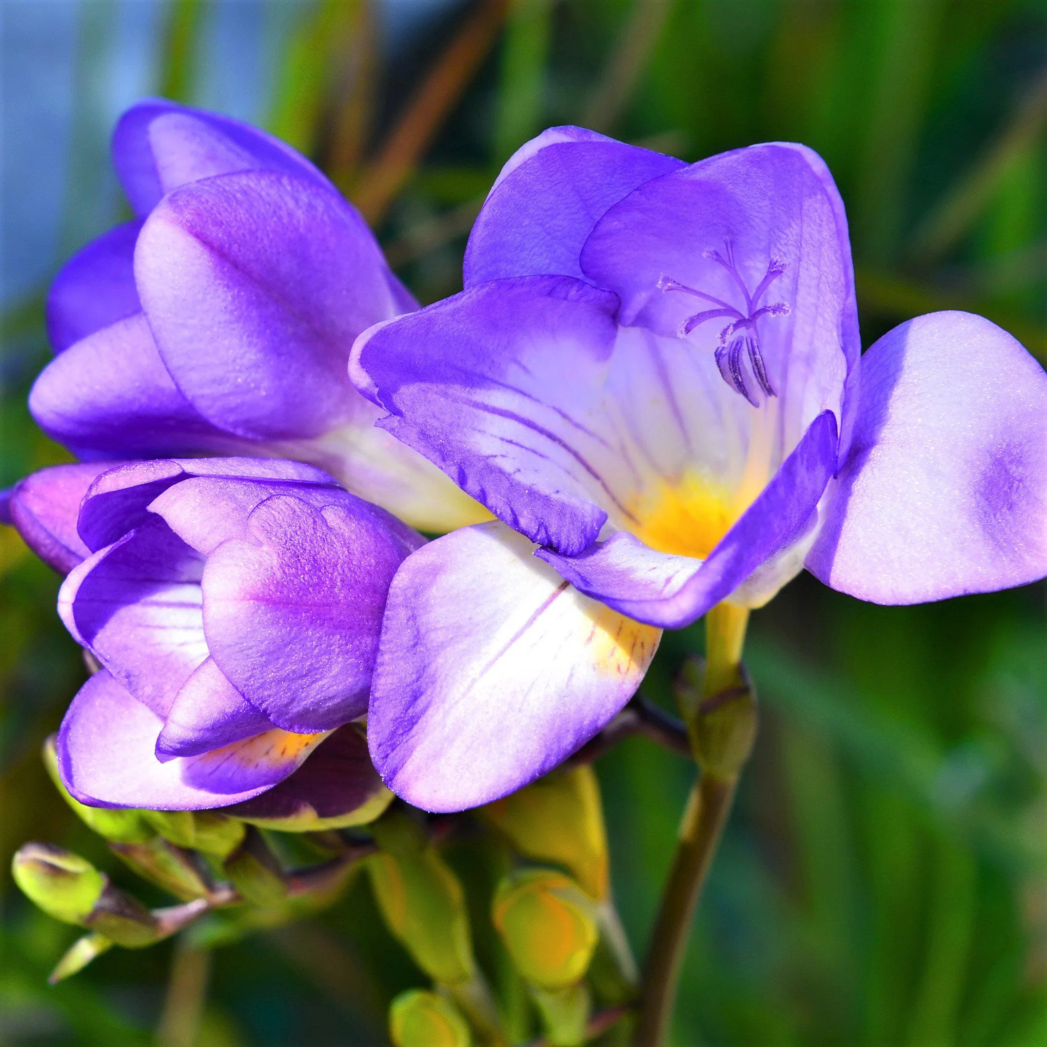 Freesia Flower Purple Flowers, 20 Seeds D - £11.28 GBP