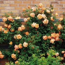 10 Climbing Light Orange Rose Seeds Flower Bush Shrub Flowers 1297Garden... - $14.00