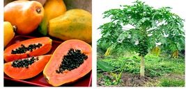 Dwarf Hawaiian Solo Sunrise Strawberry Papaya Tree 20 Seeds Carica Fruit Plant - £17.68 GBP