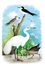 The Great White Egret (White Heron) by Theodore Jasper - Art Print - £17.53 GBP+