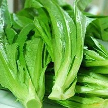 USA SELLER Lettuce Taiwanese New Yu Mai Seeds Asian Vegetable Fast Shipping - £15.73 GBP