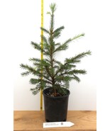 Cibola Fir - One Gallon Container- Great for Christmas Trees - £37.35 GBP+