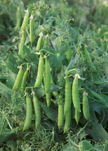 HGBO 20 Seeds Sugar Lace Ii Snap Pea Seeds Bush Green Sweet Pea Selfsupporting H - £6.96 GBP