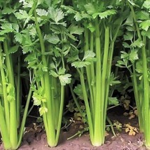 USA Seller Chinese Celery Seeds Leaf Celery Apium Nan Ling Yellow Wild Celery As - £7.53 GBP